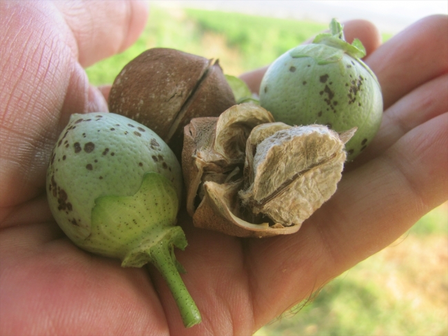 Gaziantep'te pamuk hasadı hazırlığı
